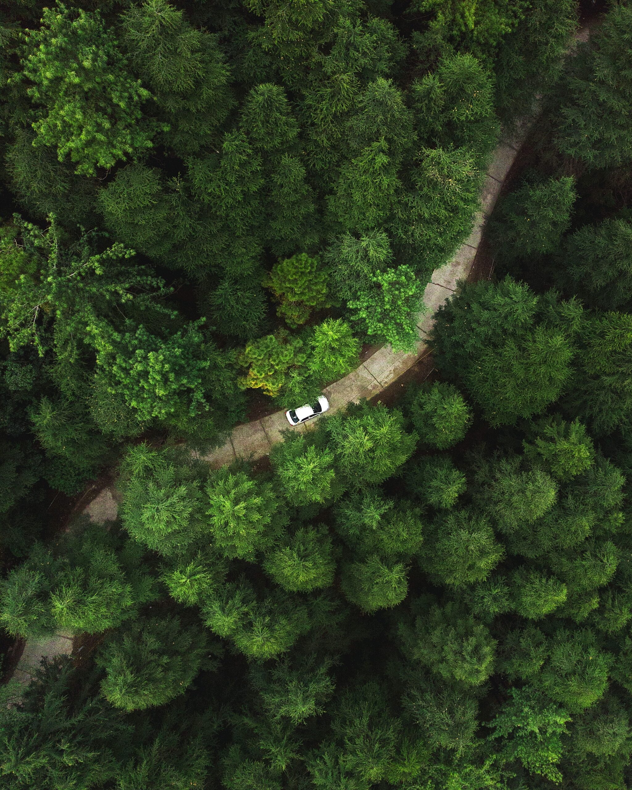 vertical aerial shot car riding through road forest with tall green dense trees 1